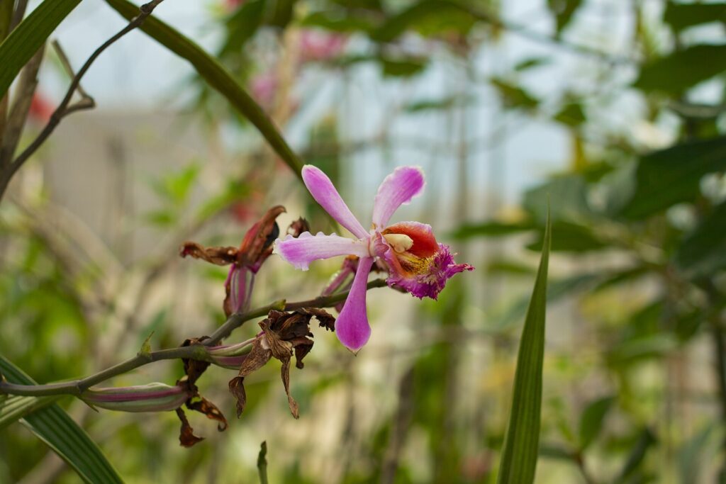 Flora y fauna de Machu Picchu: orquídea de pétalos lilas con centro rojo y amarillo en un tallo delgado, con flores secas y hojas verdes desenfocadas