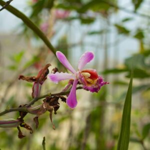 Flora y fauna de Machu Picchu: orquídea de pétalos lilas con centro rojo y amarillo en un tallo delgado, con flores secas y hojas verdes desenfocadas
