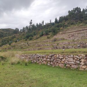 Inkilltambo: andenes incas de piedra en una ladera verde con pasto alto, muros bajos en primer plano y árboles en la cima bajo un cielo nublado