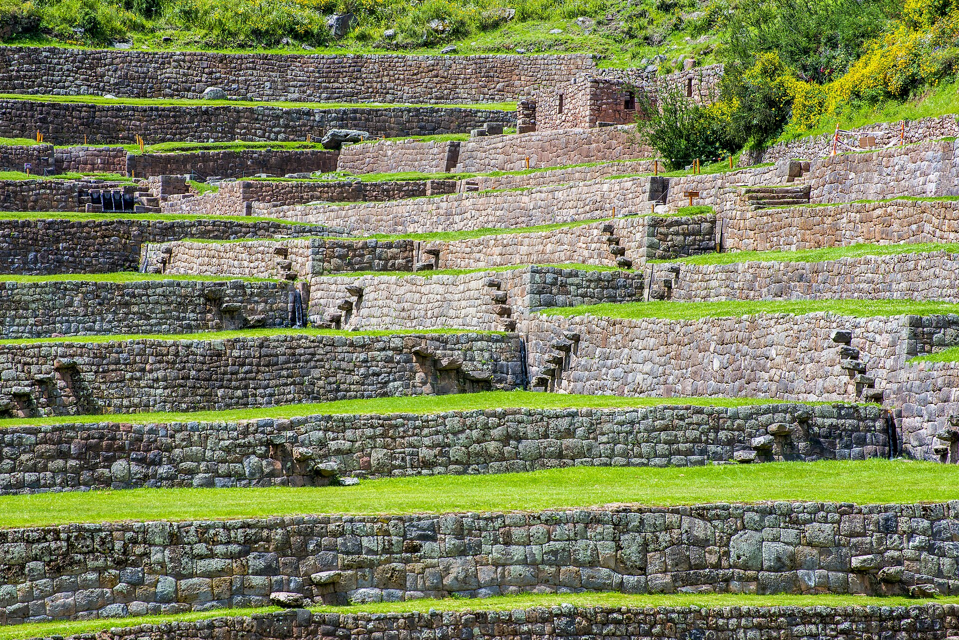 Andenes de Tipón: muros de piedra inca con escalones salientes y césped verde, con arbustos de flores amarillas en lo alto